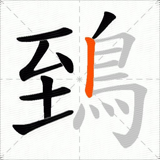 鵄