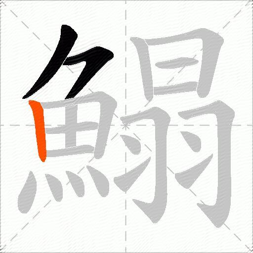 鰨