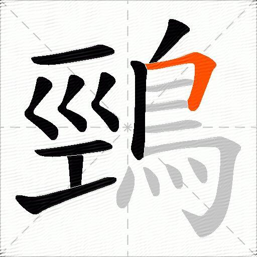 鵛