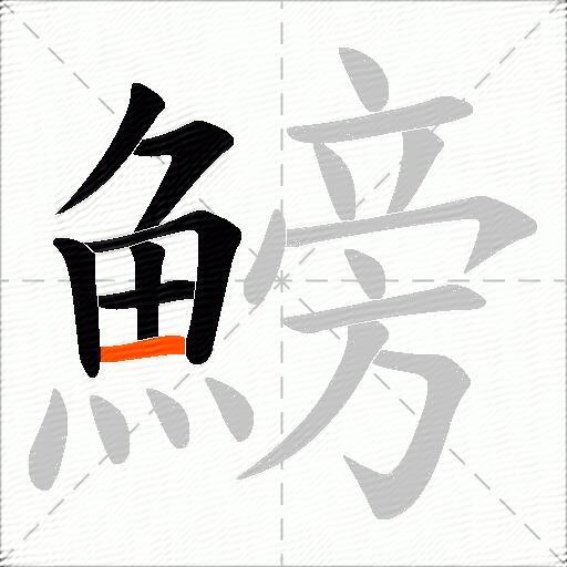 鰟