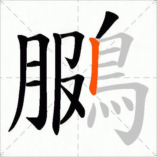 鵩