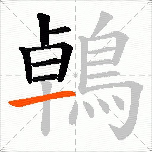 鵫