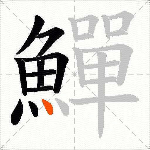 鱓