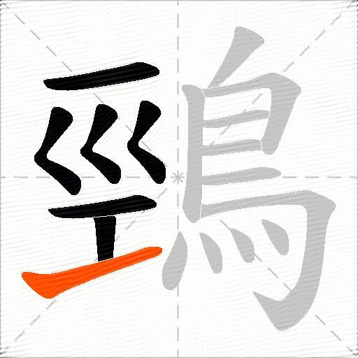 鵛