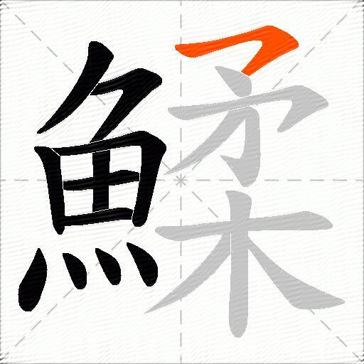 鰇