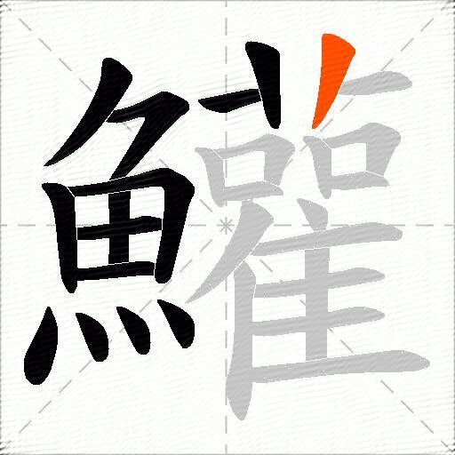 鱹