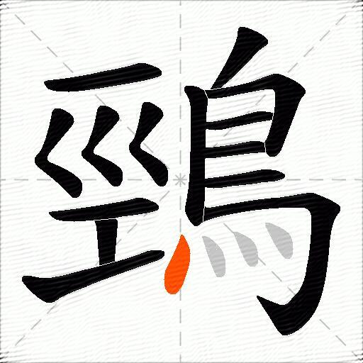 鵛