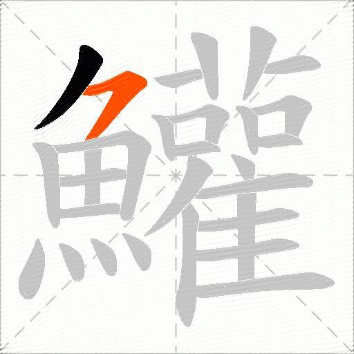鱹