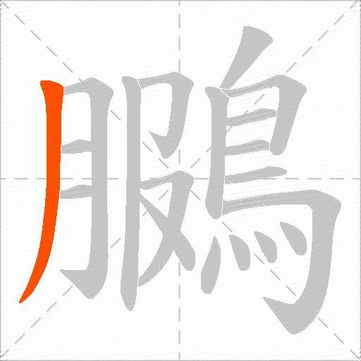 鵩