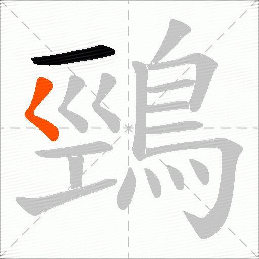 鵛