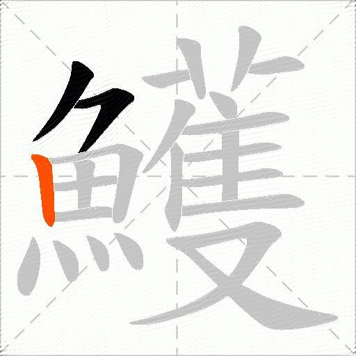 鱯